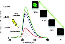 Photochemotherapeutic effects of UV-C on acridine orange in human ...