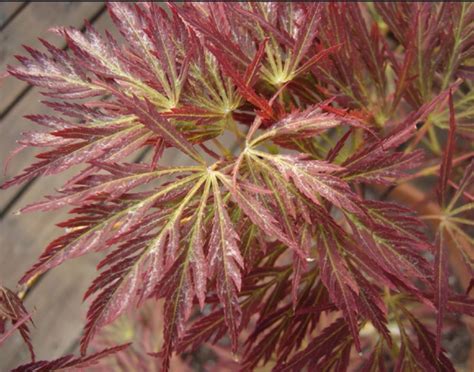 Japanese Maple 'Dissectum' (Acer Palmatum Dissectum) Growing & Care ...