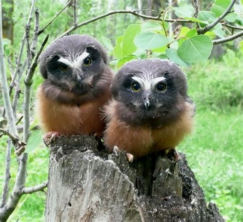 Northern Saw-whet Owl — Edmonton & Area Land Trust