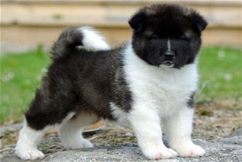 Gadiva (Heeler Poodle Mix) (With images) | Akita puppies, American ...