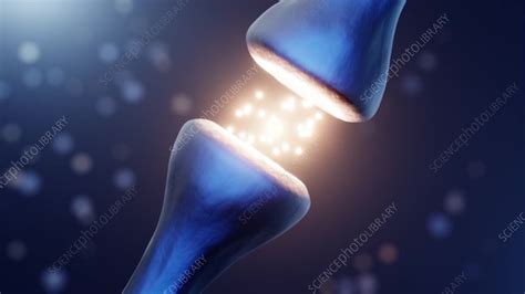 Synapse, animation - Stock Video Clip - K010/9858 - Science Photo Library