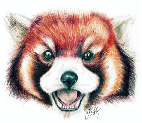 Red Panda Drawing. by ChibiVoltage on DeviantArt