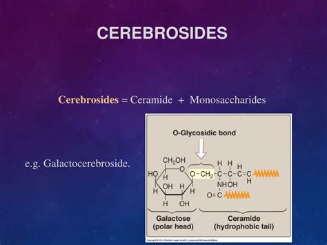 PPT - Sphingolipids and Myelin Structure PowerPoint Presentation, free ...