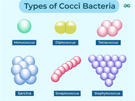 Cocci Bacteria - Types, Example, and Diseases