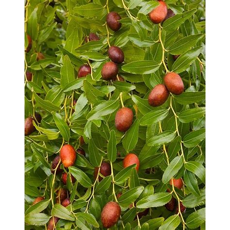 Jujube ‘Li’ (Ziziphus jujube hybrid) | Jujube tree, Fruit seeds ...