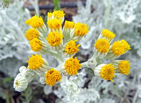 Dusty Miller in bloom | Senecio cineraria From our collectio… | Flickr