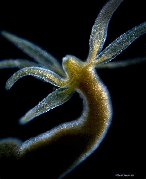 Hydra - Microscopic Photography | Hydra, Animals, Creatures