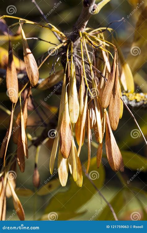 Ash seeds stock image. Image of fruit, botany, close - 121759063