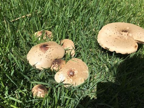 What kind of Mushroom is this? Is it edible? Just popped up in my ...