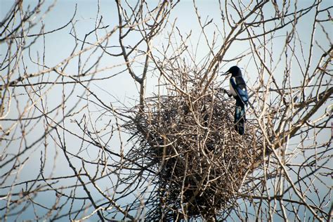 Elster: Nest, Brutdauer, Futter & Co. - Plantura