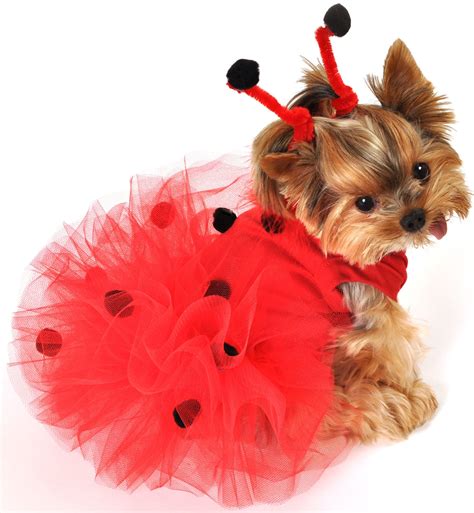 How to make a diy halloween outfit for dog | gail's blog