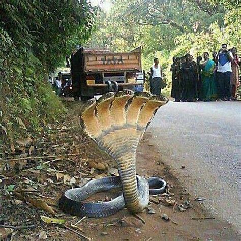 The Photo of a 7-Headed Snake: Urban Legend or Truth?