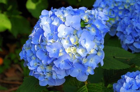 Hydrangea Japan Natural - Free photo on Pixabay - Pixabay