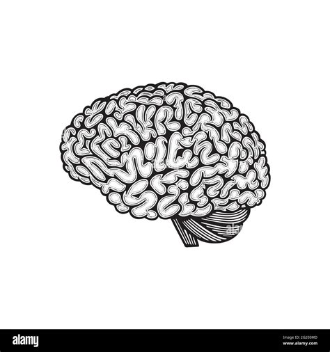 Brain Drawing Side View