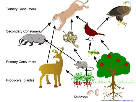 Forest Animals: Deciduous Forest Animals Food Web