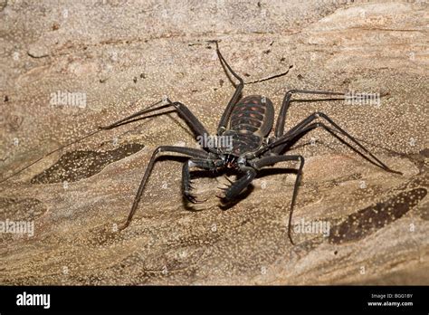 Tailless Whip Scorpion, Order Amblypygi. Also Simply Referred To As ...