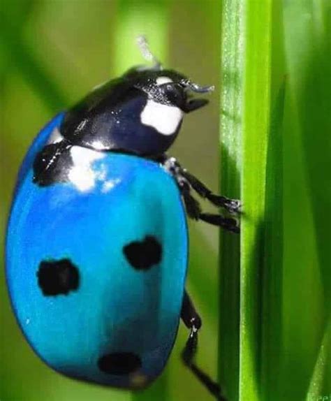 Blue Ladybug - Learn About Nature