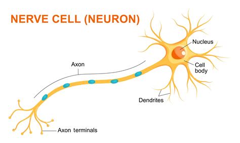 Science Snippet: Get to Know Your Nerve Cells! – Biomedical Beat Blog ...