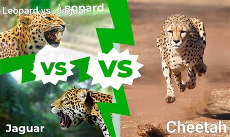 Jaguar vs. Leopard vs. Cheetah: Who Would Win a Fight? - A-Z Animals