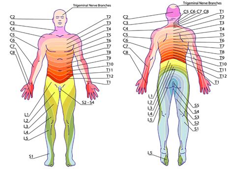 Why is the Thoracic Spine a No Man's Land? - Regenexx