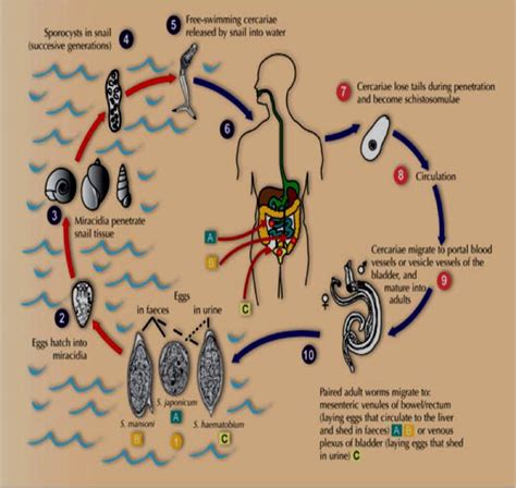 Schistosoma Haematobium