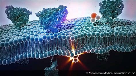 Osmosis and Diffusion – A Tour of the Cell and Its Functions