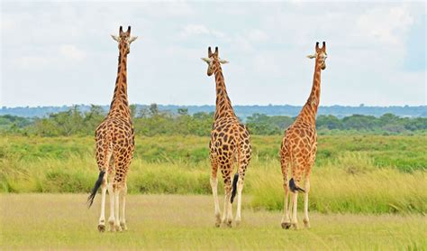 6 Days Uganda Wildlife Safari | African Pearl Safaris