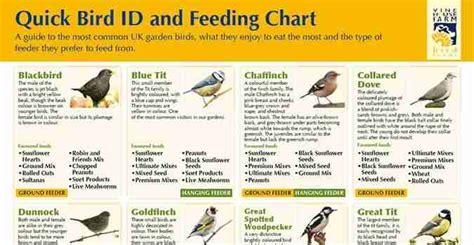 Infographic: A Quick Guide to Bird Feeding