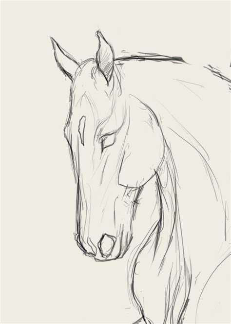 horse head drawing front view - Giuseppe Zeigler