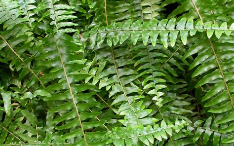 MLeWallpapers.com - Fern Fronds I