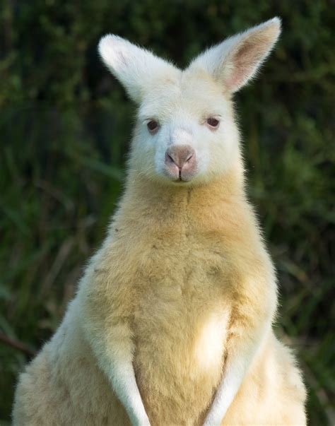 Kangaroos, Wallaroos and Wallabies, Oh my! - Farmhouse Animal and ...