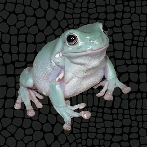 Husbandry Handbook: White’s Tree Frog - Litoria caerulea