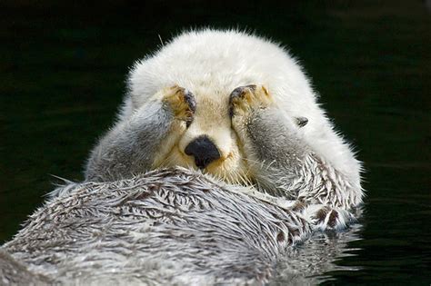 Close-Up Of Sea Otter Floating On Back Covering Eyes With Paws ...