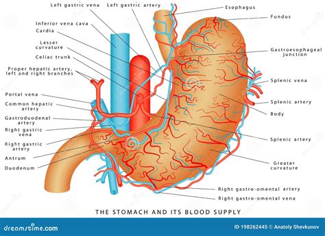 Blood Vessels Stomach Diagram Human Body Facts Digestive Organs | The ...