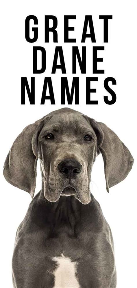 Great Dane Names – 250 Ideas Worthy of the Biggest Breed | Great dane ...