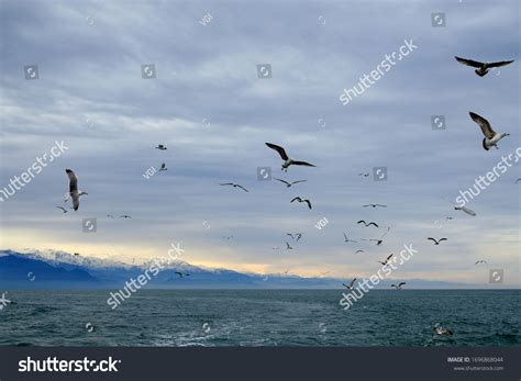 Different Types Seagulls Sky Birds Fly Stock Photo 1696868044 ...