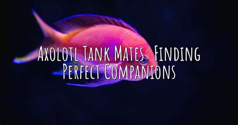 Axolotl Tank Mates: Finding Perfect Companions – Aqua Revolt