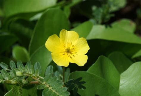 Tribulus Terrestris Extract - Puncture Vine Uses for Sexual Health