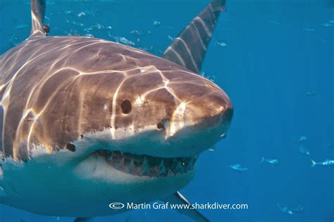 Great White Shark Migration | Shark Diver