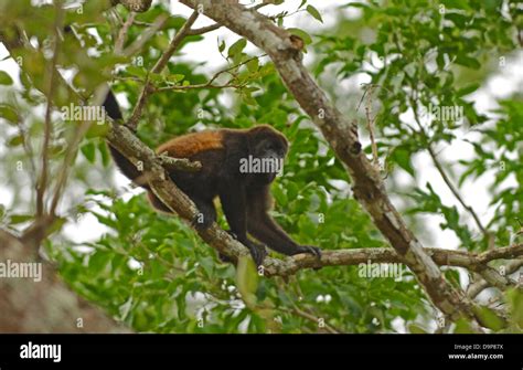 spider monkey in tree in its natural habitat Stock Photo - Alamy