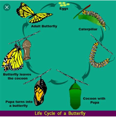 The Life Cycle Of A Caterpillar