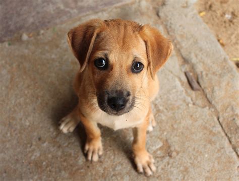 Dogs evolved their ‘puppy dog eyes’ to appeal to humans - Earth.com