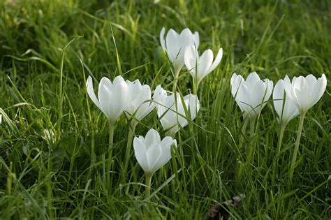 Colchicum & Fall-Flowering Crocus - Florissa | Flowers, Roses, & More