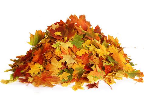 63,000+ Dried Leaves Pile Stock Photos, Pictures & Royalty-Free Images ...