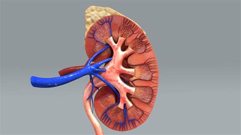 3d model of kidney anatomy