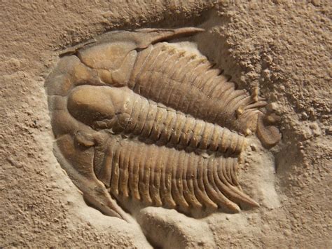 Ancient Trilobites Fossils | Fossil World