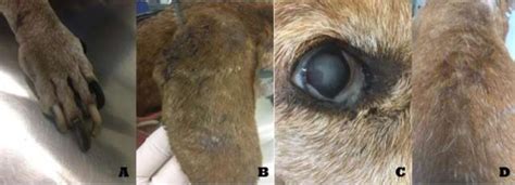 Characteristic clinical signs observed in the animals (1, 2 and 3) of ...