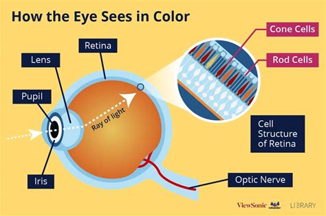 What is Color Blindness and How Does Technology Help? - ViewSonic Library