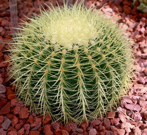 Barrel Cactus - Learn About Nature