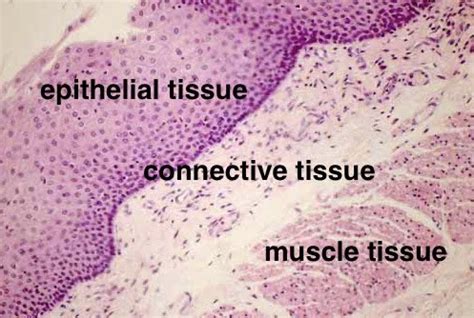 Epithelial Tissue Under Microscope